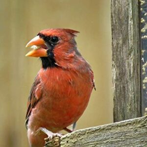 Backyard Seeds Songbird Blend Bird Seed Great Variety (50 Pounds)