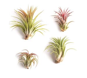 shop succulents | good juju tropical tillandsia air plant kit, hand selected variety pack | collection of 4