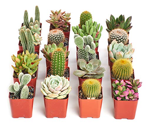 Shop Succulents Premium Live Mini Cactus and Succulent Plants in 2" Pots, Easy Care Indoor or Outdoor Gardening, Terrariums, Favors, & Contemporary Spaces with Hardy, Resilient Varieties, Pack of 20