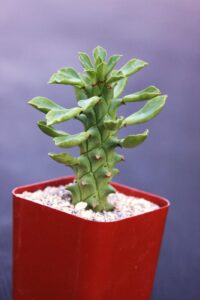 toyensnow - monadenium guntheri exotic rare cactus aloe cacti caudex euphorbia bonsai (2" pot)