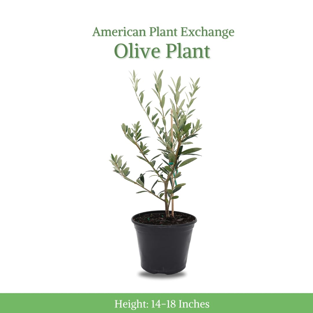 American Plant Exchange Arbequina Olive Tree, 5" Pot, 1.5ft Tal, Elegant, Live Fruiting Houseplant for Home & Garden, Self-Pollinating