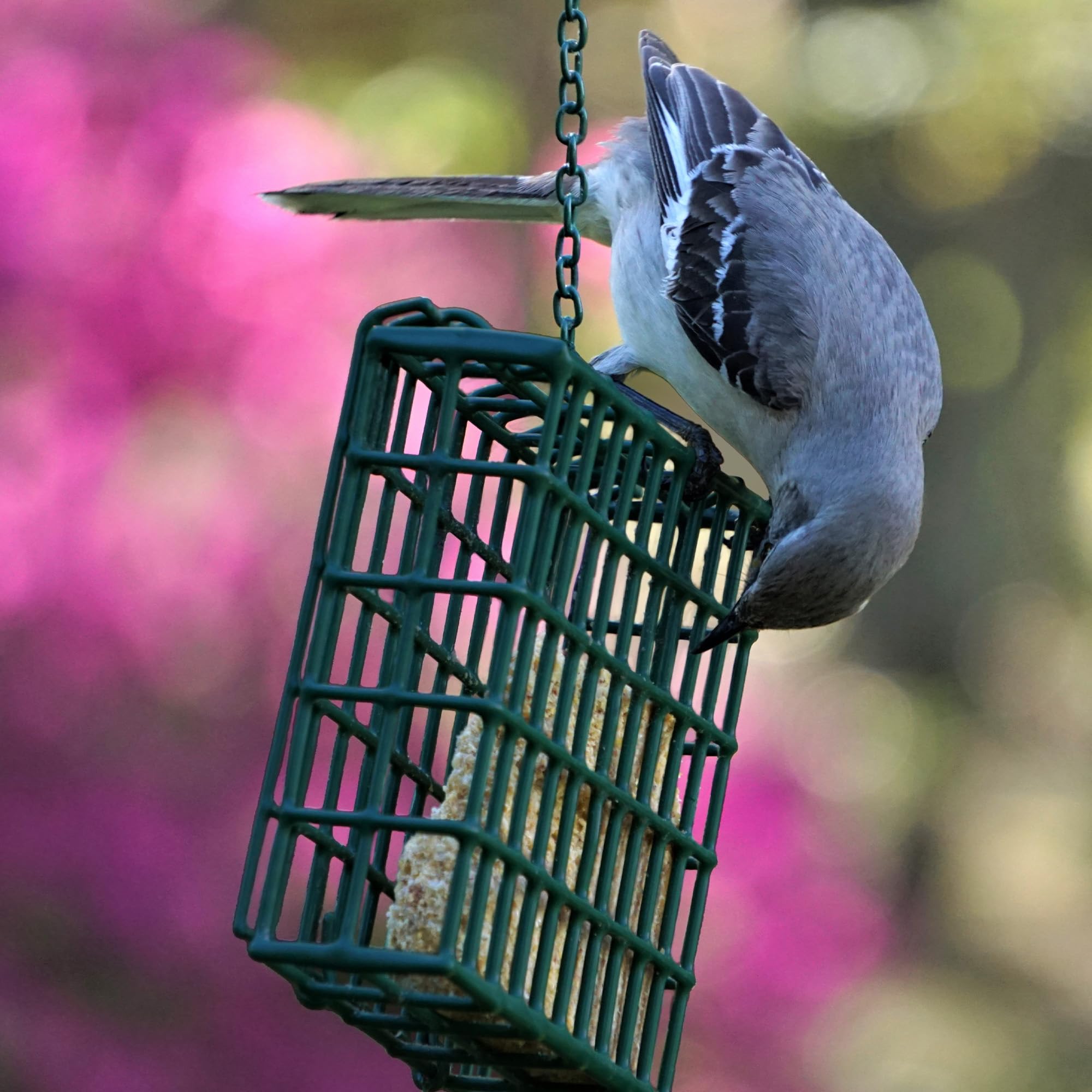 MEKKAPRO Suet Feeder with Hanging Metal Roof, One Suet Capacity, Suet Bird Feeder for Outside Hanging Water Resistant, Hanging Bird Feeder - Wild Bird Feeder Easy to Use Suet Cage (Single)