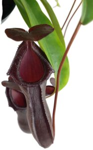 tropical pitcher plant bill bailey carnivorous plant live plant