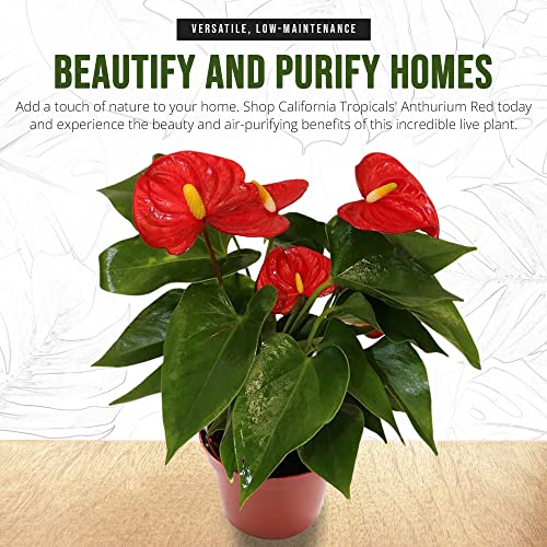 California Tropicals Anthurium Red - Live House Plants Indoor, 4 Inch Pot for Easy Care, Perfect for Office, Home & Flamingo Decor, Real Plant, Plant Gift, Flowering Plants, Sympathy Flowers