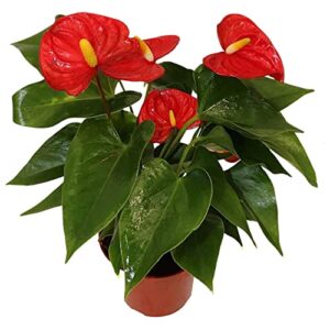 california tropicals anthurium red - live house plants indoor, 4 inch pot for easy care, perfect for office, home & flamingo decor, real plant, plant gift, flowering plants, sympathy flowers