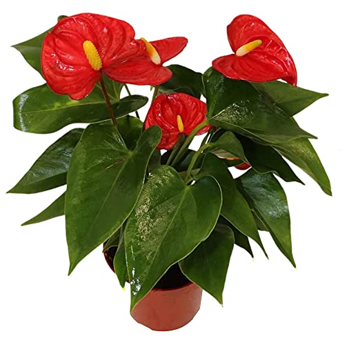 California Tropicals Anthurium Red - Live House Plants Indoor, 4 Inch Pot for Easy Care, Perfect for Office, Home & Flamingo Decor, Real Plant, Plant Gift, Flowering Plants, Sympathy Flowers