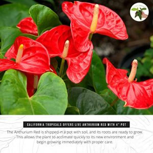 California Tropicals Anthurium Red - Live House Plants Indoor, 4 Inch Pot for Easy Care, Perfect for Office, Home & Flamingo Decor, Real Plant, Plant Gift, Flowering Plants, Sympathy Flowers