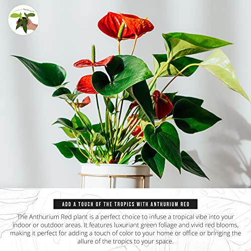 California Tropicals Anthurium Red - Live House Plants Indoor, 4 Inch Pot for Easy Care, Perfect for Office, Home & Flamingo Decor, Real Plant, Plant Gift, Flowering Plants, Sympathy Flowers