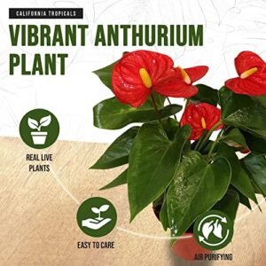 California Tropicals Anthurium Red - Live House Plants Indoor, 4 Inch Pot for Easy Care, Perfect for Office, Home & Flamingo Decor, Real Plant, Plant Gift, Flowering Plants, Sympathy Flowers