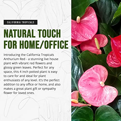 California Tropicals Anthurium Red - Live House Plants Indoor, 4 Inch Pot for Easy Care, Perfect for Office, Home & Flamingo Decor, Real Plant, Plant Gift, Flowering Plants, Sympathy Flowers