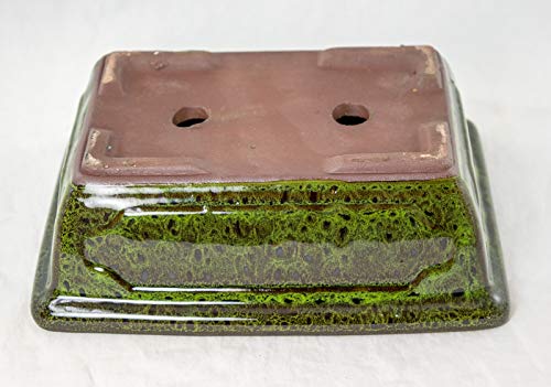 Calibonsai Rectangular Bonsai/Cactus & Succulent Pot 8"x 5.75"x 2.5" w/Mesh - Moss Green Stain