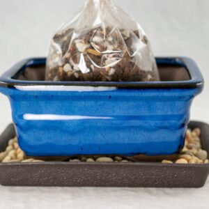 6" Rectangular Blue Bonsai/Succulent Pot + Soil + Tray + Rock + Mesh Kit