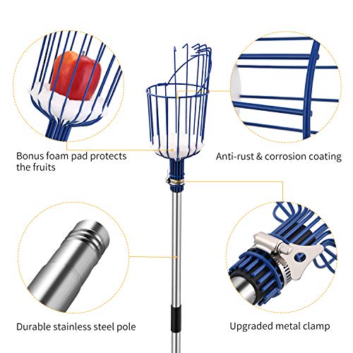 OAK LEAF Fruit Picker, 13 Foot Fruit Picker Pole with Basket Apple Orange Picker Tool Tree Fruit Catcher with Lightweight Stainless Steel Connecting Pole, Sturdy Basket with Foam Pad, Metal Clamp