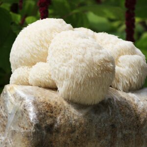 Root Mushroom Farm-Lion's Mane Grow kit, 3.2 pounds Log