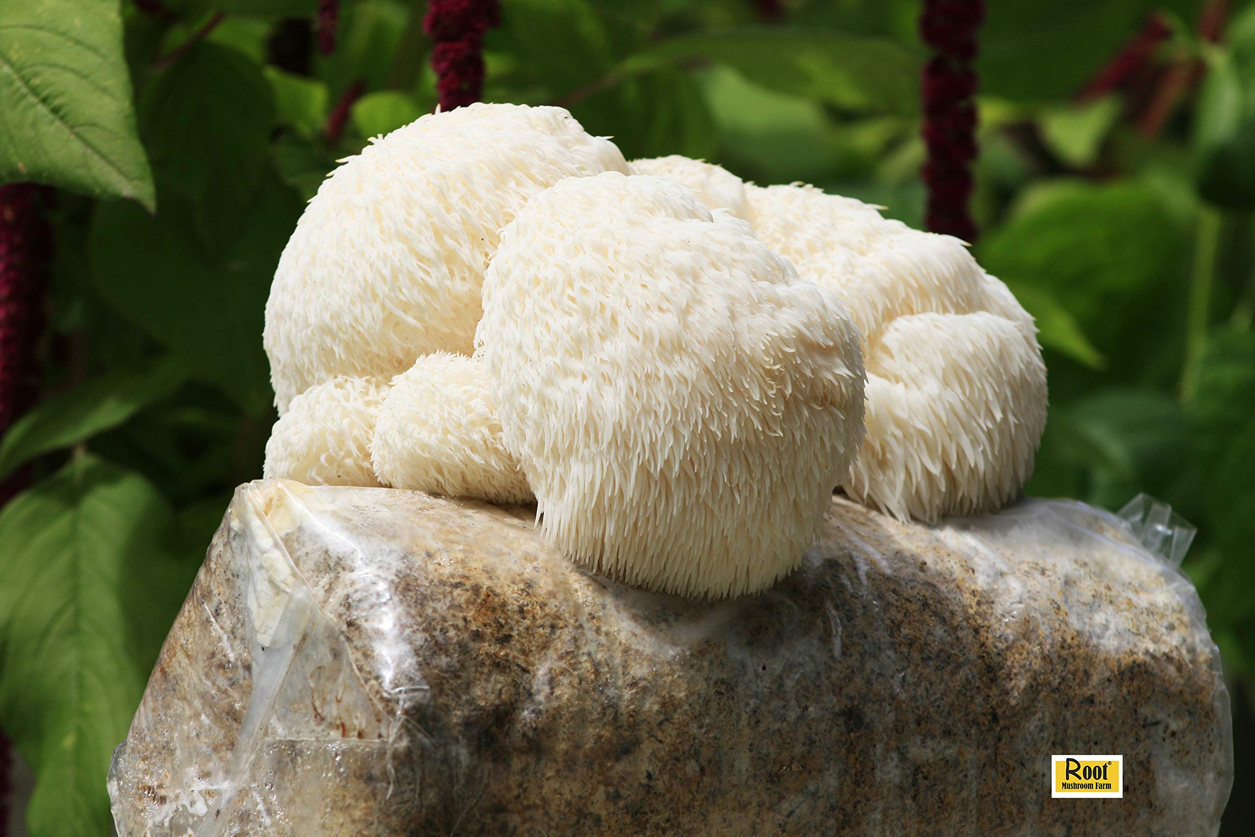 Root Mushroom Farm-Lion's Mane Grow kit, 3.2 pounds Log