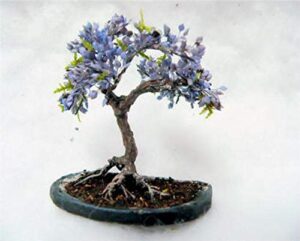 blue jacaranda tree seeds (20 pack) - excellent bonsai specimen - exotic flowering bonsai - blooming tree
