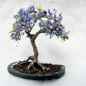 Blue Jacaranda Tree Seeds (20 Pack) - Excellent Bonsai Specimen - Exotic Flowering Bonsai - Blooming Tree