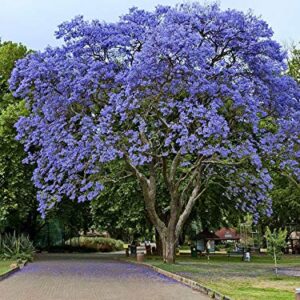 Blue Jacaranda Tree Seeds (20 Pack) - Excellent Bonsai Specimen - Exotic Flowering Bonsai - Blooming Tree