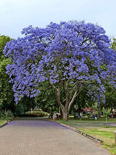Blue Jacaranda Tree Seeds (20 Pack) - Excellent Bonsai Specimen - Exotic Flowering Bonsai - Blooming Tree