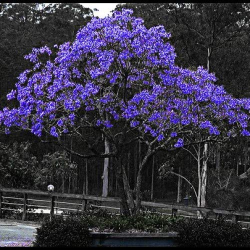 Blue Jacaranda Tree Seeds (20 Pack) - Excellent Bonsai Specimen - Exotic Flowering Bonsai - Blooming Tree