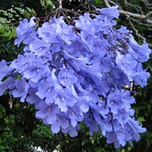 Blue Jacaranda Tree Seeds (20 Pack) - Excellent Bonsai Specimen - Exotic Flowering Bonsai - Blooming Tree