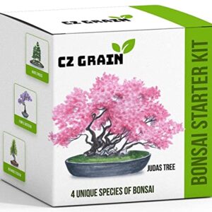 Bonsai Tree Kit - Grow 4 Types of Bonsai Tree from Seed - Highly Desired Species