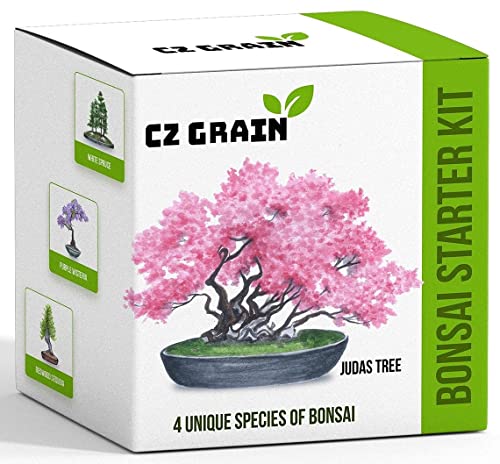 Bonsai Tree Kit - Grow 4 Types of Bonsai Tree from Seed - Highly Desired Species