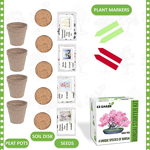 Bonsai Tree Kit - Grow 4 Types of Bonsai Tree from Seed - Highly Desired Species