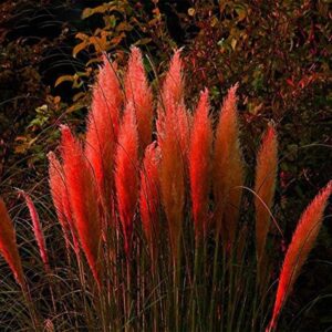 WYKsoku Bonsai Ornamental Plant Flower Seeds, 300Pcs Cortaderia Selloana Seeds Pampas Grass Home Garden Balcony Bonsai Decor - Pink Cortaderia Selloana Seeds