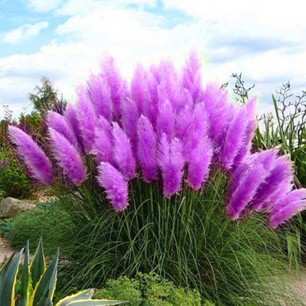 WYKsoku Bonsai Ornamental Plant Flower Seeds, 300Pcs Cortaderia Selloana Seeds Pampas Grass Home Garden Balcony Bonsai Decor - Pink Cortaderia Selloana Seeds