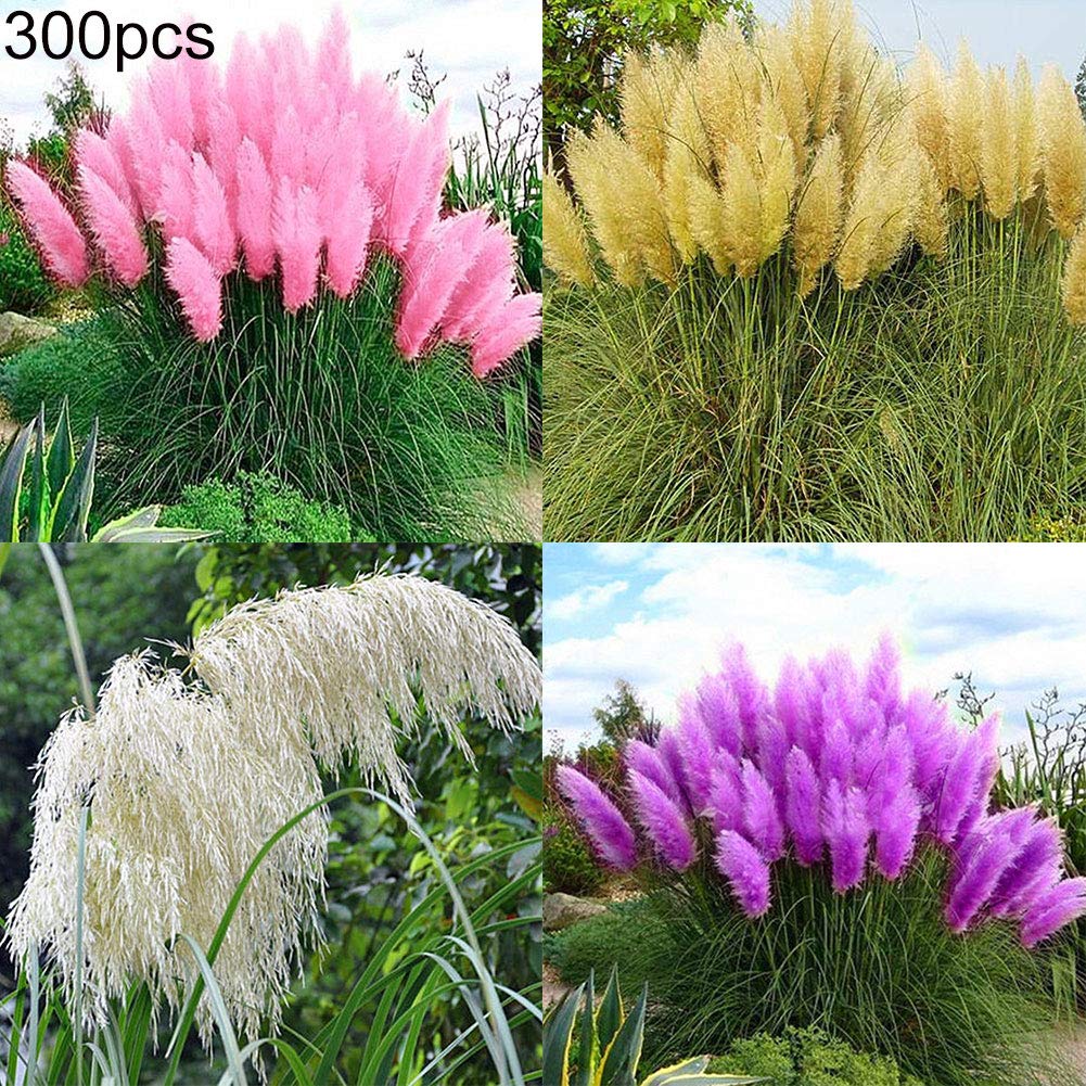 WYKsoku Bonsai Ornamental Plant Flower Seeds, 300Pcs Cortaderia Selloana Seeds Pampas Grass Home Garden Balcony Bonsai Decor - Pink Cortaderia Selloana Seeds