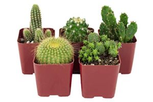 shop succulents | can't touch this collection | assortment of hand selected, fully rooted live indoor cacti plants, 5-pack