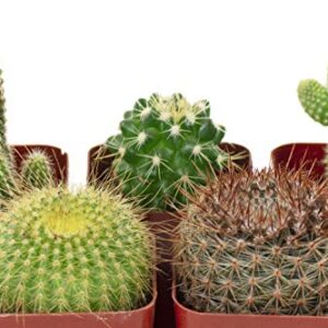 Shop Succulents | Can't Touch This Collection | Assortment of Hand Selected, Fully Rooted Live Indoor Cacti Plants, 5-Pack