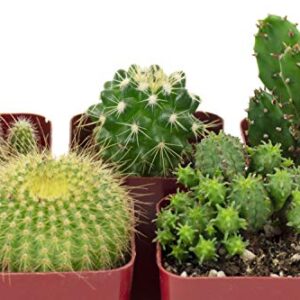 Shop Succulents | Can't Touch This Collection | Assortment of Hand Selected, Fully Rooted Live Indoor Cacti Plants, 5-Pack