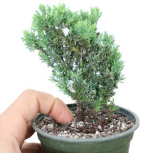 legendary-yes bonsai tree live rooted japanese dwarf juniper fully rooted potted in 4" training pot