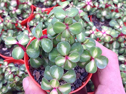 Rainbow Bush Jade Plant - Spekboom - Portulacaria mediopicta - 2.5" Pot