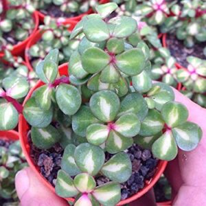 Rainbow Bush Jade Plant - Spekboom - Portulacaria mediopicta - 2.5" Pot