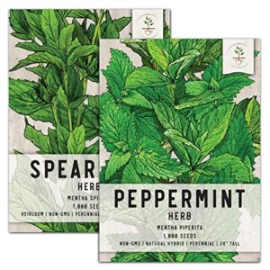 seed needs, mint seed packet collection (2 individual varieties of mint seeds for planting) non-gmo & untreated - includes peppermint and spearmint