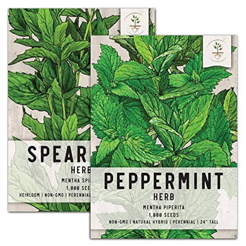 Seed Needs, Mint Seed Packet Collection (2 Individual Varieties of Mint Seeds for Planting) Non-GMO & Untreated - Includes Peppermint and Spearmint