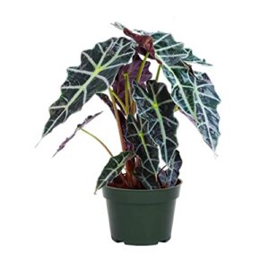 american plant exchange alocasia polly african mask, 6-inch pot, live tropical houseplant, dark green/purple foliage