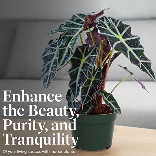 American Plant Exchange Alocasia Polly African Mask, 6-Inch Pot, Live Tropical Houseplant, Dark Green/Purple Foliage