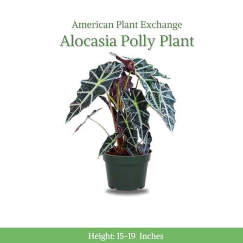 American Plant Exchange Alocasia Polly African Mask, 6-Inch Pot, Live Tropical Houseplant, Dark Green/Purple Foliage