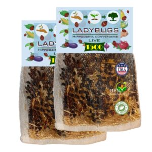 3000 live ladybugs - good bugs - (2 x 1500 live ladybugs) for garden - guaranteed live delivery!