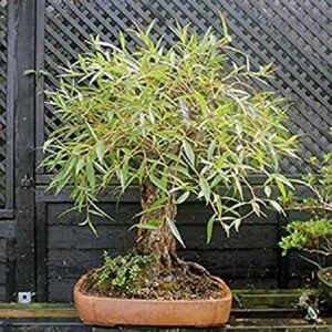 Ultimate Willow Bonsai Bundle - 9 Types of Exotic Willow to Grow as Bonsai