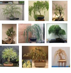 ultimate willow bonsai bundle - 9 types of exotic willow to grow as bonsai