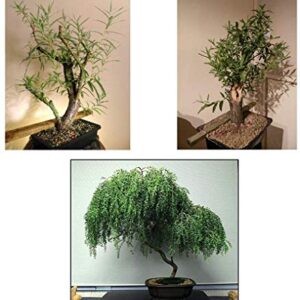 Ultimate Willow Bonsai Bundle - 9 Types of Exotic Willow to Grow as Bonsai