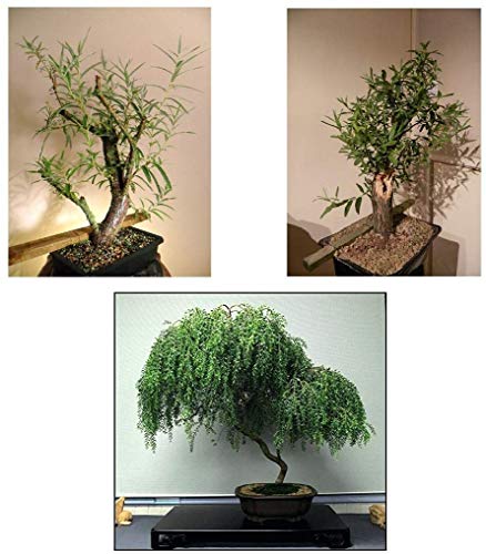 Ultimate Willow Bonsai Bundle - 9 Types of Exotic Willow to Grow as Bonsai