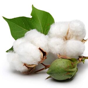 KVITER White Cotton 25 Seeds - Gossypium Hirsutum Cotton Plant, Easy Grow Perennial Shrub Upland Cotton, Winter Hardy Showy Flowers Plants, Mexican Cotton Seeds for Growing