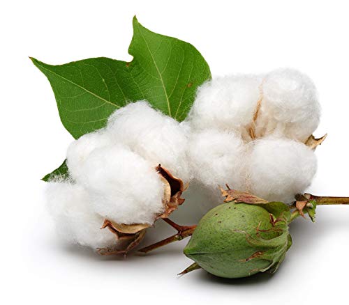 KVITER White Cotton 25 Seeds - Gossypium Hirsutum Cotton Plant, Easy Grow Perennial Shrub Upland Cotton, Winter Hardy Showy Flowers Plants, Mexican Cotton Seeds for Growing