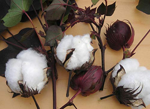 KVITER White Cotton 25 Seeds - Gossypium Hirsutum Cotton Plant, Easy Grow Perennial Shrub Upland Cotton, Winter Hardy Showy Flowers Plants, Mexican Cotton Seeds for Growing